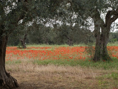 Olivenbäume zwischen Mohn