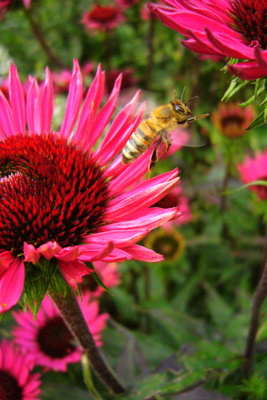 Biene im Abflug