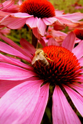 Biene bei Nahrungsaufnahme