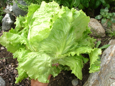 Salatkopf im Garten