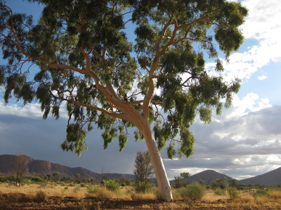 Eukalyptus-Tree