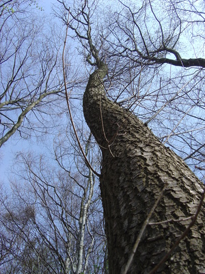 Fliehender Baum