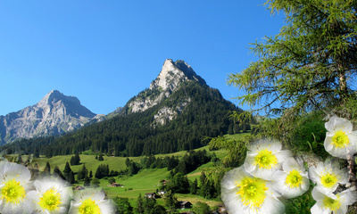 Alpen-Anemonen
