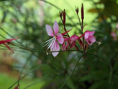 Gaurablüte