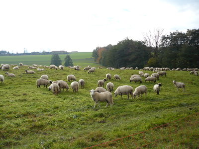 Schafe im Sauerland