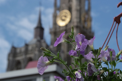 Flowers in front of the cathedral