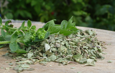 frische Oreganoblätter neben getrocknetem Oregano