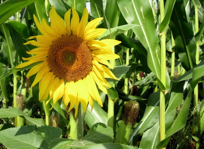 Sonnenblume im Mais