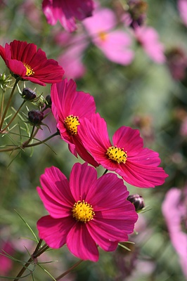 cosmea