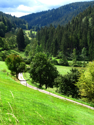 Wanderweg im Schwarzwald