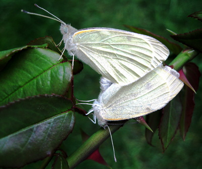 Schmetterlingspaarung