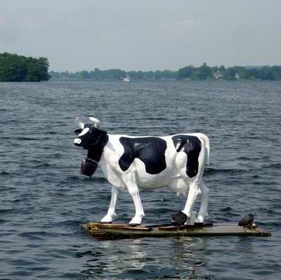 Eine Kuh auf dem See in Malente