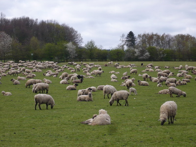 Schafsherde im Sauerland