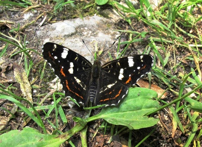 Schmetterling in schwarz und weiß