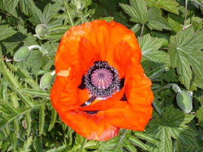 Klatschmohn