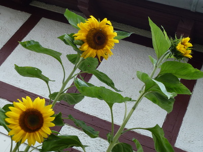 Riesensonnenblumen vor dem Haus