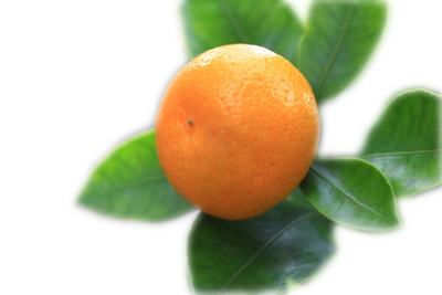 Mandarinenstamm