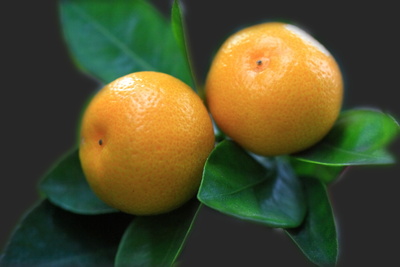 Mandarinen am Stamm
