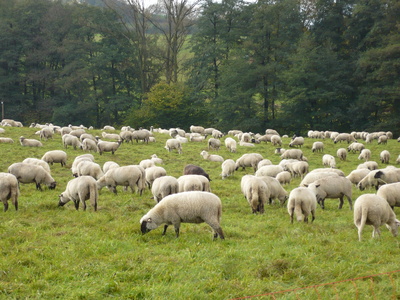 Schafe im Sauerland