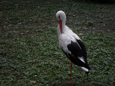 Der Storch