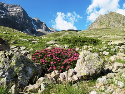 Wo die Alpenrosen blühen