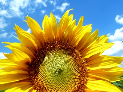 Sonnenblume