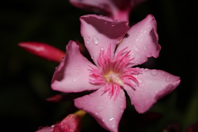 Oleander im Regen