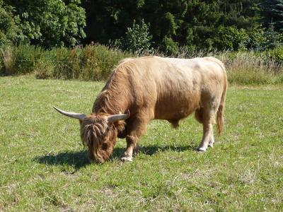 Hochlandrind im Sauerland