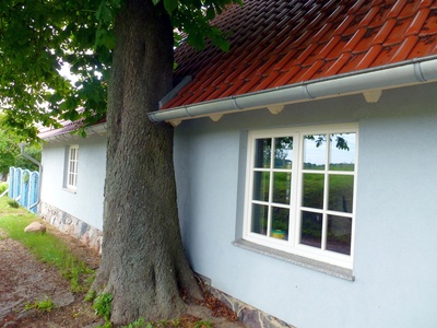 Ein Baum wächst in ein Haus rein