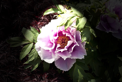 Baumpeonie