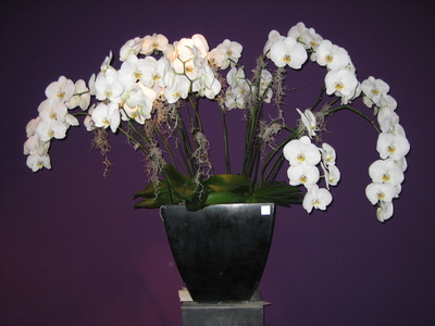 Orchideen