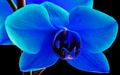 Blaue Orchideen 04