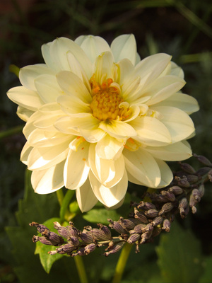 Dahlie und Lavendel