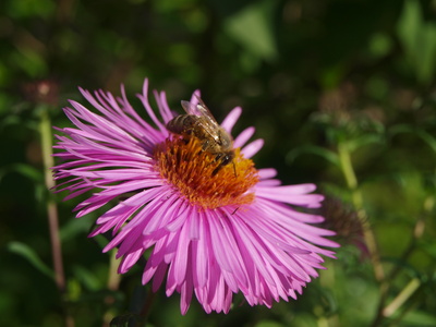 Biene beim Nektarsaugen2