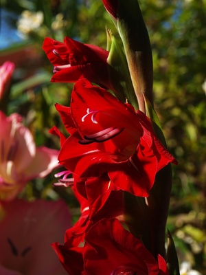 Rote Gladiole