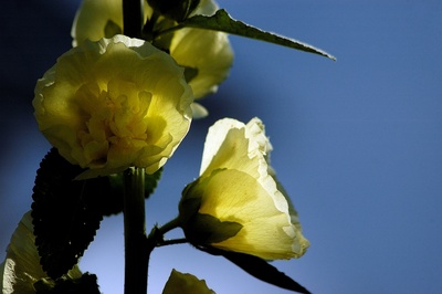 Blumen im Garten