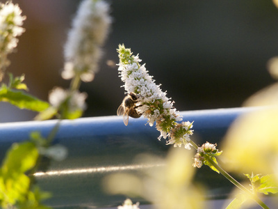 Biene auf Pfefferminze