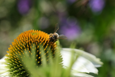 Sommerflor mit Biene