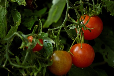 Rot wie eine Tomate