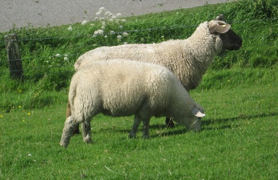 Deich-Schafe