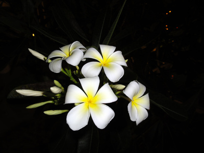 Blüten bei Nacht