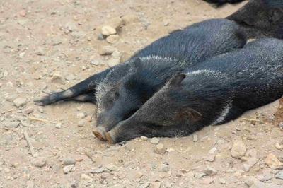 Müde Warzenschweine