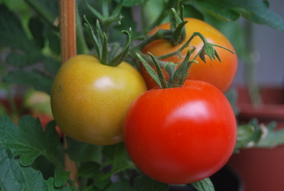 tomatiges Farbenspiel