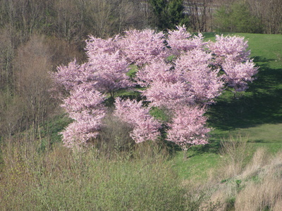 Kirschblüte am Fröttmaninger Berg