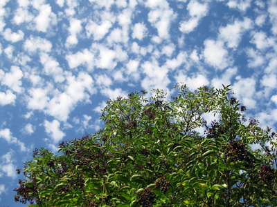 Holunder im Sommersonnenschein