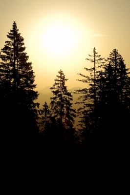 Tagesanbruch im Sonnenwald