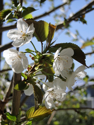 Zarte Kirschblüten im Gegenlicht