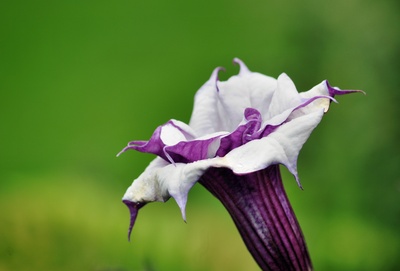 Gartenblume