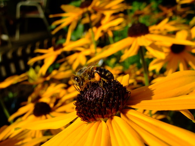 Bienchen