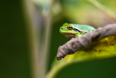 Laubfrosch